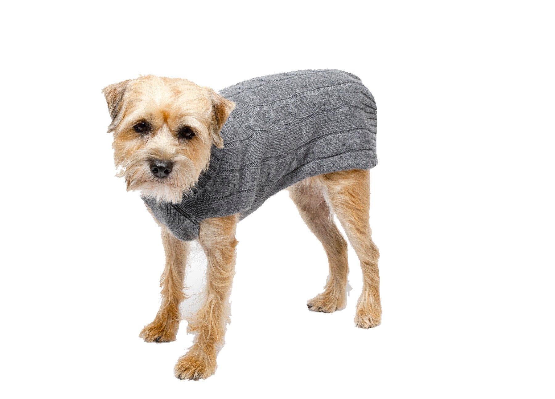 grey dog sweater