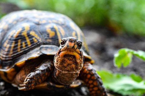 Turtle Eye drops