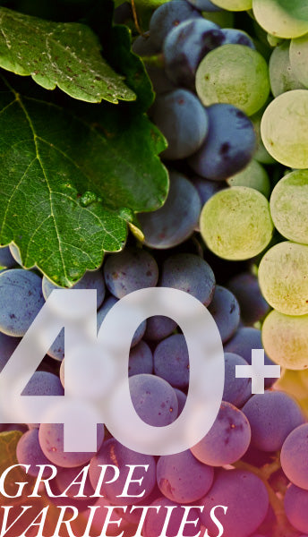 40+ Grape Varieties