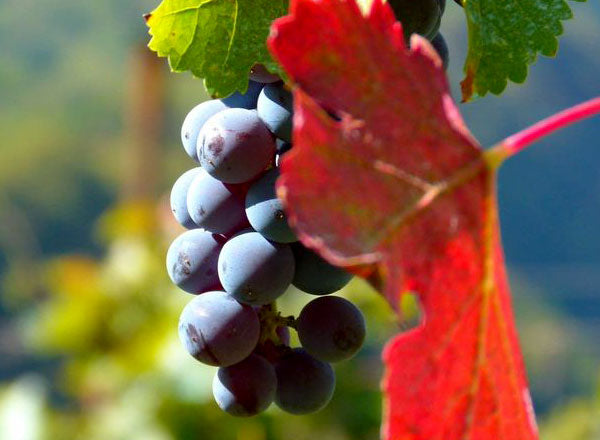 Mtsvane grapes