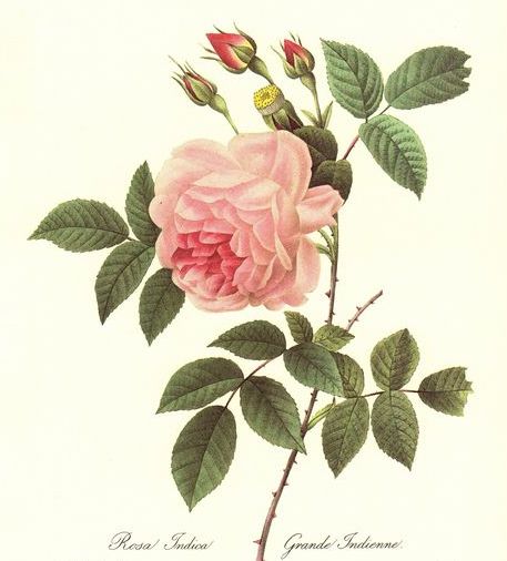 THE HEALING POWERS Of Rose – Anima Mundi Herbals