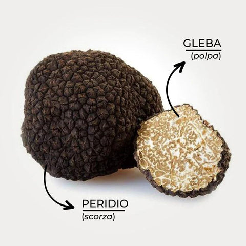 immagine che illustra la polpa e il peridio del tartufo nero estivo