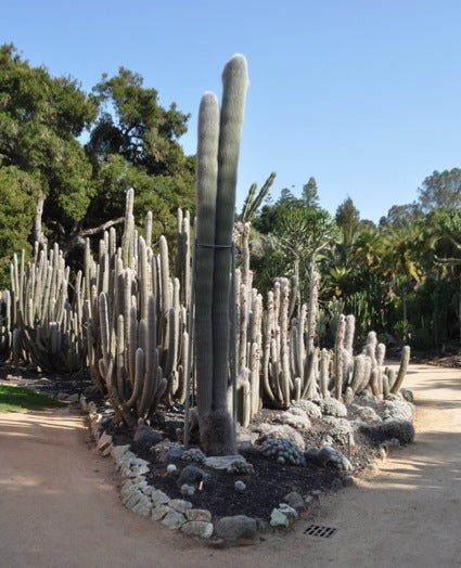 Cacti at Lotusland