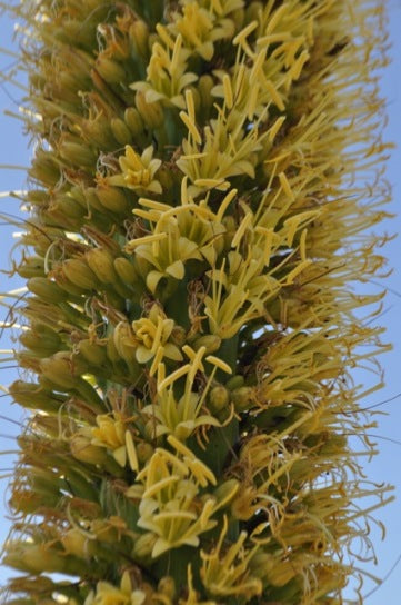 Agave flower