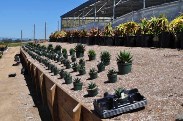 Agave Blue Glow New Plants