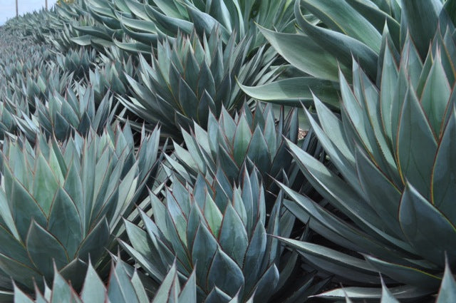 Agave Blue Glow