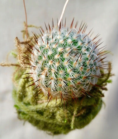 Kokedama cacti