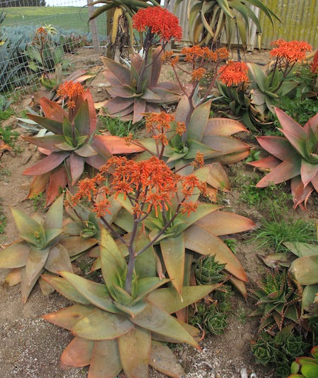 Aloes