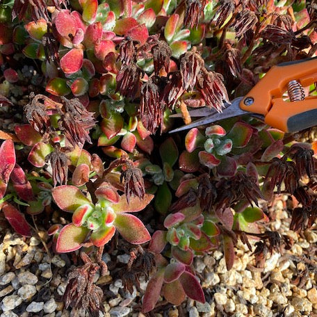 Clip spent flowers and remove rotten leaves. This helps succulents stay as dry as possible through the wet seasons. Do not throw moldy or rotten plant debris on the ground as this can spread fungi through spores to other plants. 