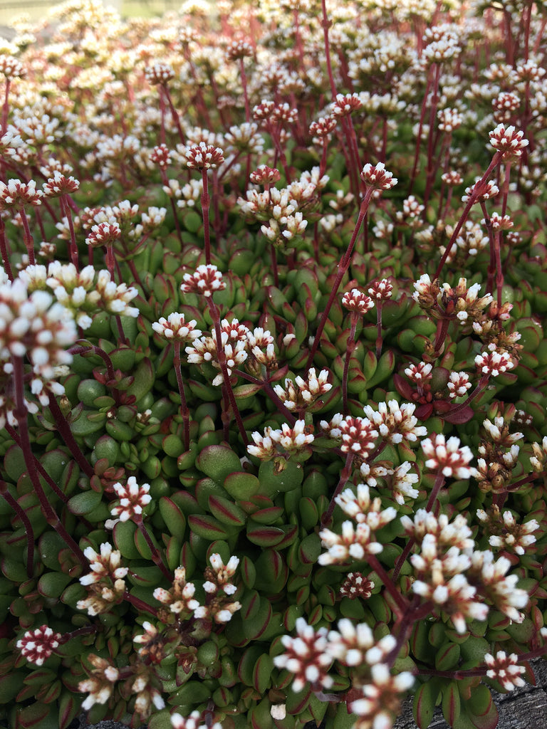 Crassula radicans ssp. pubescens