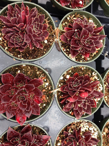 Tiffany's Hot Picks For June – Succulent Gardens