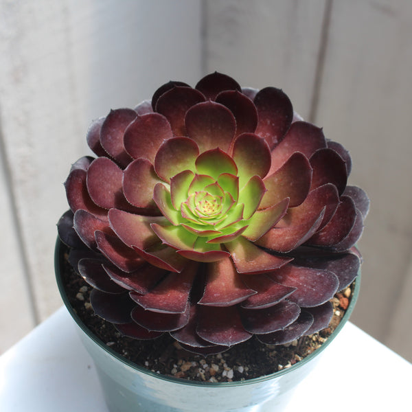 Aeonium 'Catlin' – Succulent Gardens