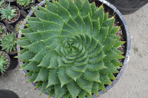 Seed Grown Aloe Prophylla