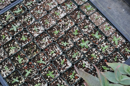 Dudleya larger seedlings