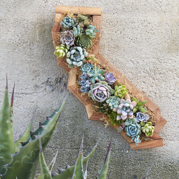 Succulent Gardens Buy Succulents Online Or Visit The Nursery