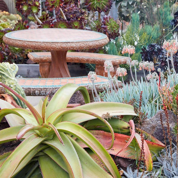 Succulent Gardens Buy Succulents Online Or Visit The Nursery