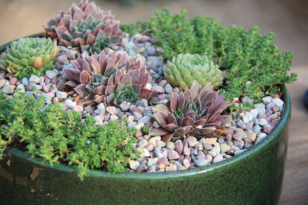 Hardy Succulents