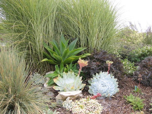 Dudleya in mature landscape