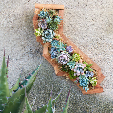 California Succulent Planter | Succulent Gardens