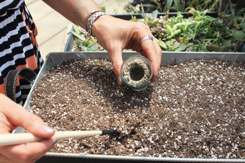 How to Plant a Succulent Shot Glass – Succulent Gardens