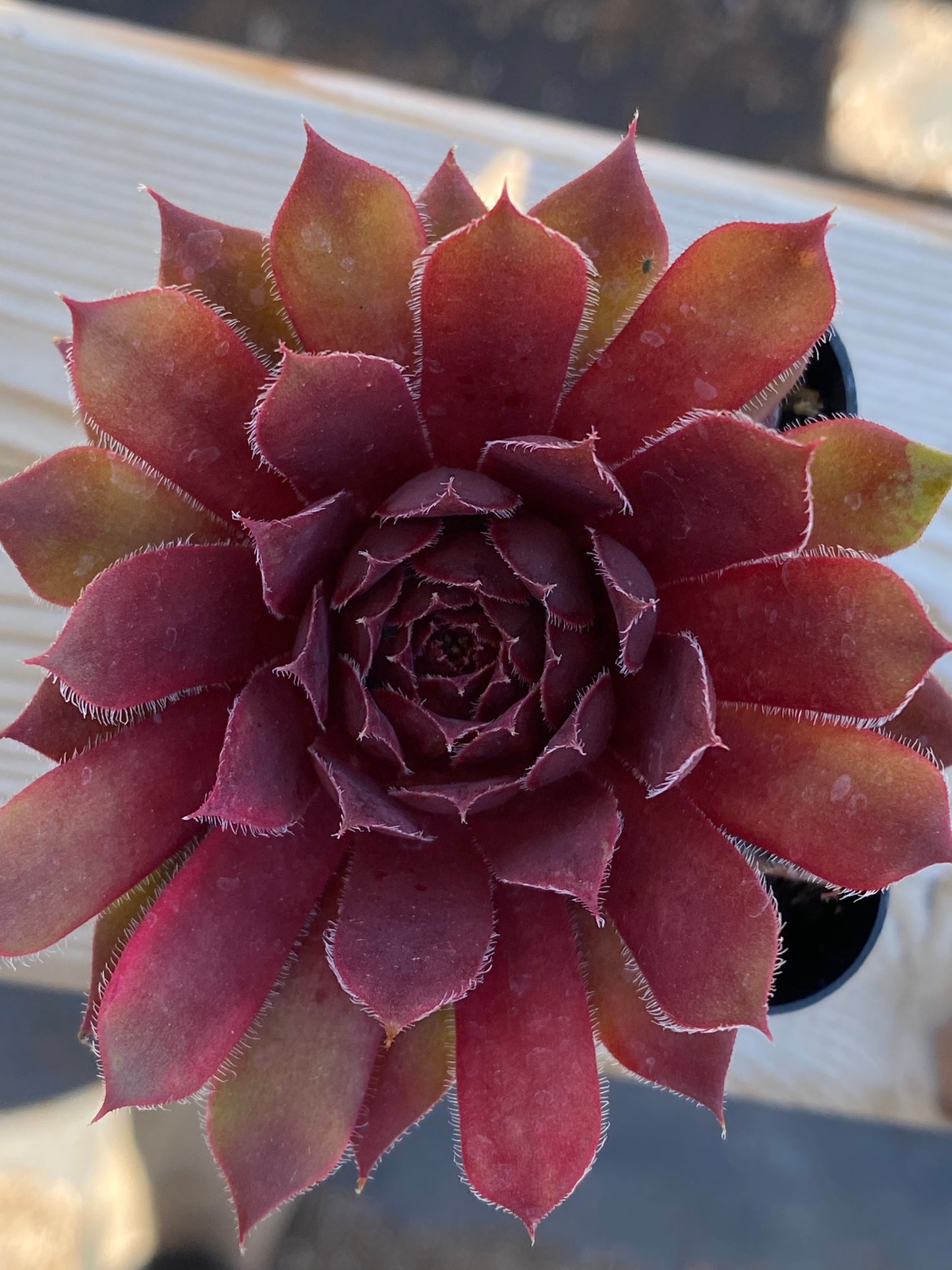 Sempervivum 'Centennial' – Succulent Gardens