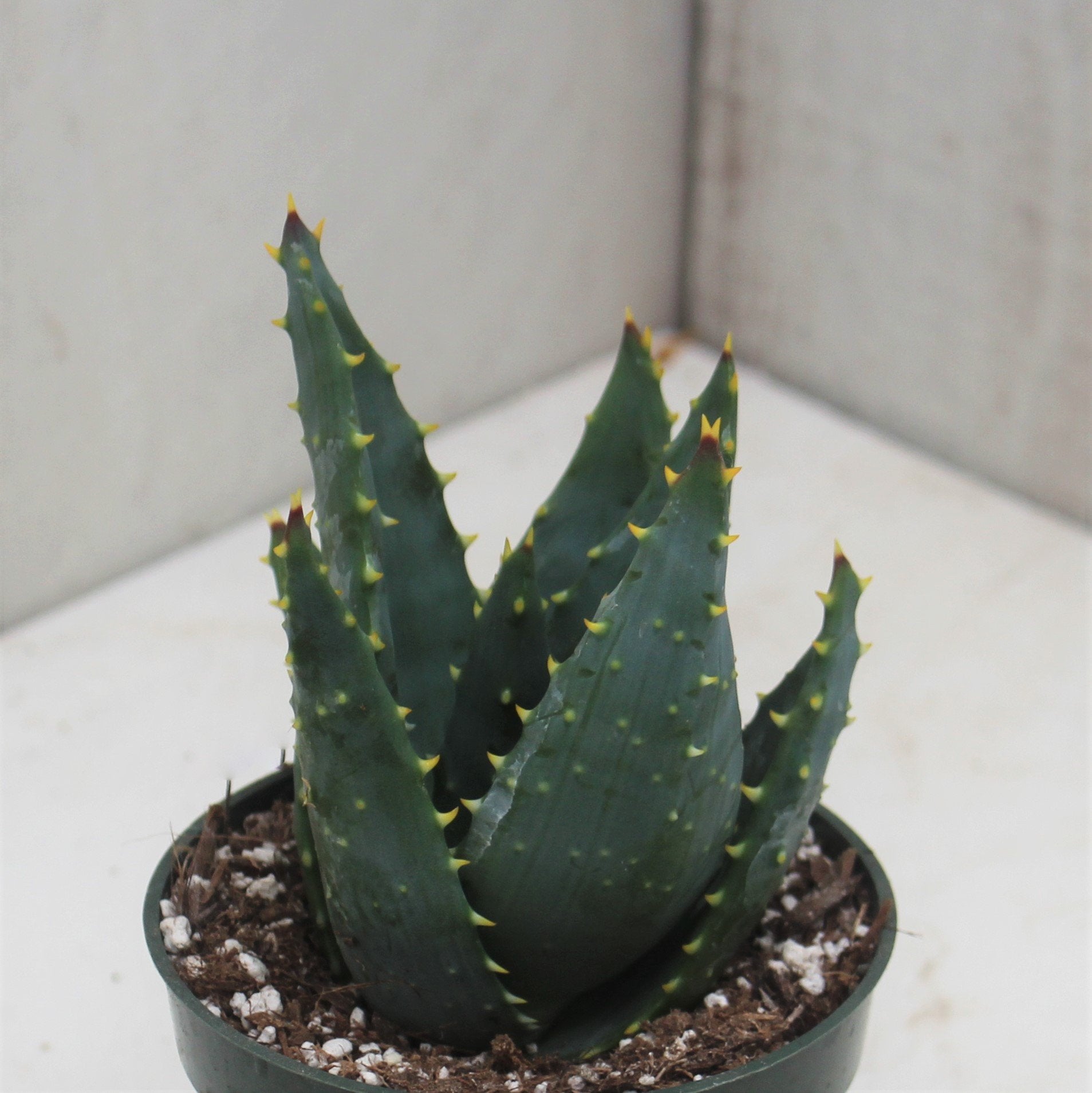 Aloe Mitriformis Succulent Gardens 6870