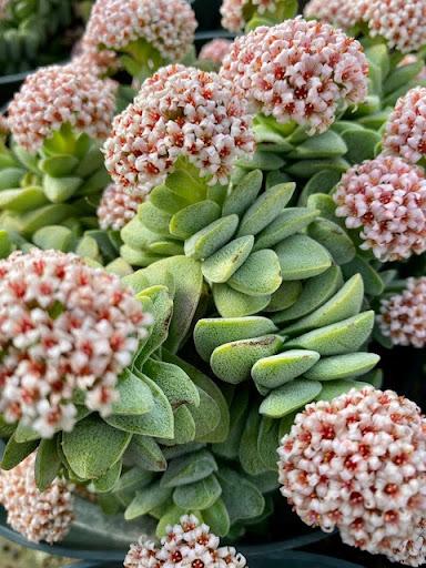 Crassula 'Morgan's Beauty' – Succulent Gardens