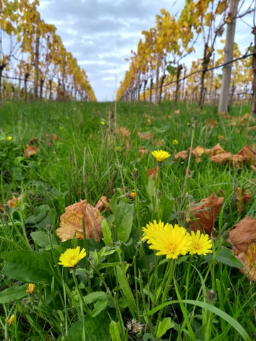 Weinberg in Franken nach der Lese im Herbst