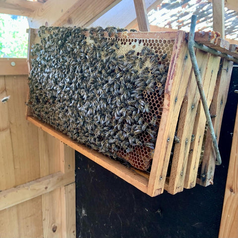 geparkte Bienen beim Winterfest-Machen