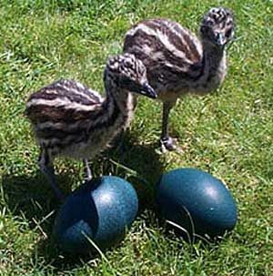 Emu Chicks and Eggs Animal Explorers Club