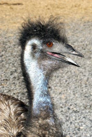 Emu Photo Animal Explorers Club