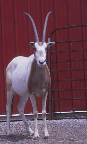 Scimitar-Horned Oryx