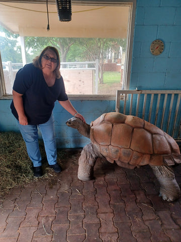 Aldabra Tortoise