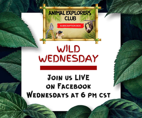 Wild Wednesday at Animal Explorers Club