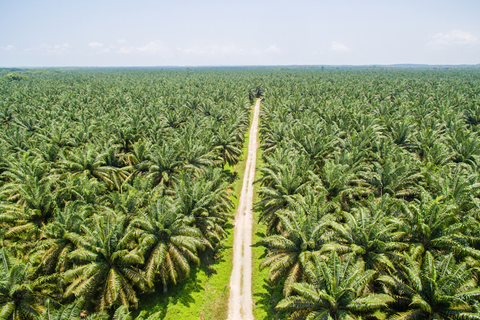 palm oil image