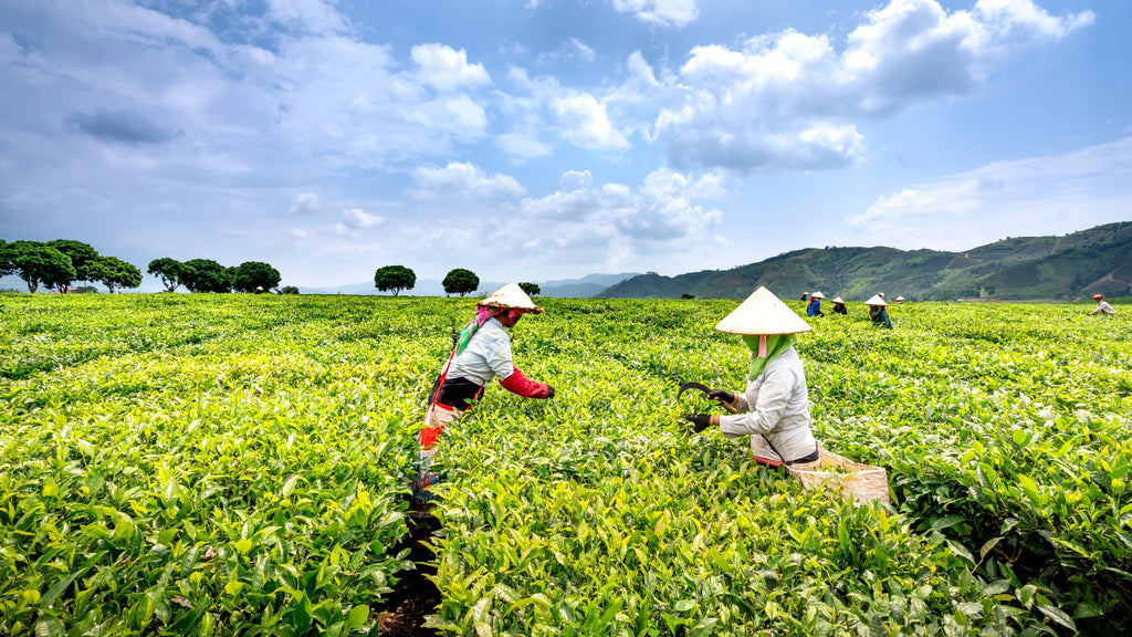 A person handpicking tea leaves from the lush green tea bushes on a plantation.
