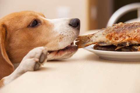 A dog's receptors allow it to enjoy every meal