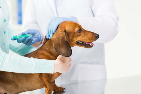 Before heading to the park, make sure your dog has all required vaccinations.