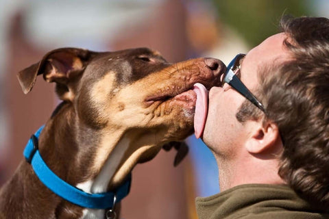 By licking wounds, dogs not only clean them, but also speed up the healing process.