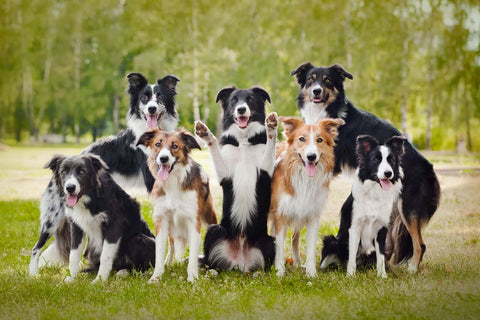 Canine social hierarchy