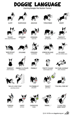 Dogs communicate primarily through body language