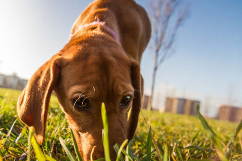 dogs' curiosity to sniff out new smells and environments