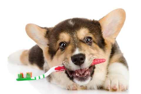 dogs dental cleaning