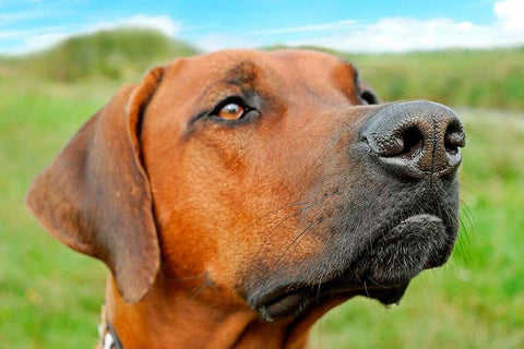 Dogs rely primarily on scent to learn about the world around them.
