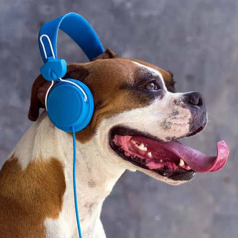 Explore research on how dogs react to music