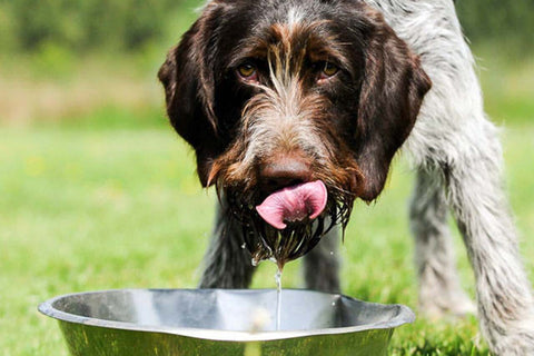 how dogs deftly scoop up water with their tongues