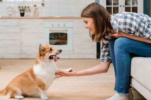 Introduce Your Pet to the Caregiver