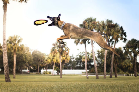 Pet Flying Durable Discs Dog Training Ring