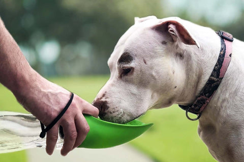 Portable Pet Water Bottle, Travel Dog Water Bottle