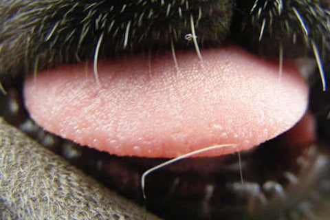 Rough texture of dog tongue